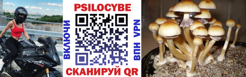 Галлюциногенные грибы Cubensis  Муравленко 